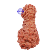 Load image into Gallery viewer, 23 Mukhi Rudraksha from Indonesia - Bead No. R
