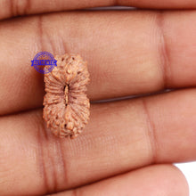 Load image into Gallery viewer, 23 Mukhi Rudraksha from Indonesia - Bead No. T
