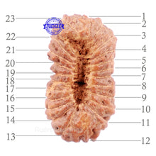 Load image into Gallery viewer, 23 Mukhi Rudraksha from Indonesia - Bead No. T
