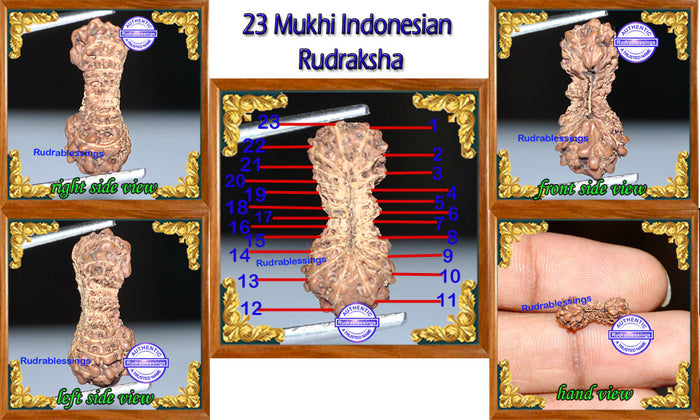 23 Mukhi Rudraksha from Indonesia