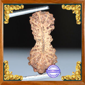 23 Mukhi Rudraksha from Indonesia