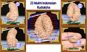 23 Mukhi Rudraksha from Indonesia