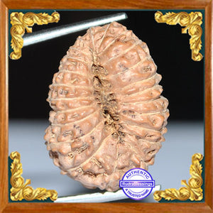 23 Mukhi Rudraksha from Indonesia