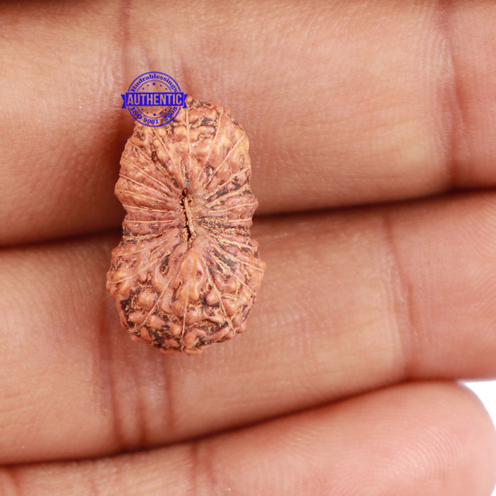 24 Mukhi Rudraksha from Indonesia - Bead No. i
