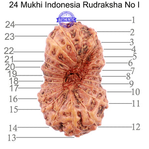 24 Mukhi Rudraksha from Indonesia - Bead No. i