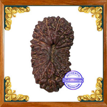 24 Mukhi Rudraksha from Indonesia