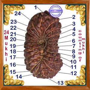 24 Mukhi Rudraksha from Indonesia