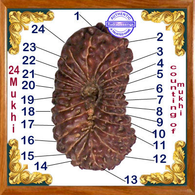 24 Mukhi Rudraksha from Indonesia