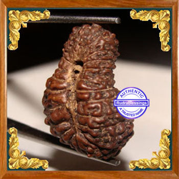 24 Mukhi Rudraksha from Indonesia