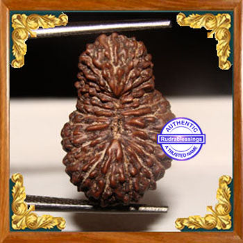24 Mukhi Rudraksha from Indonesia