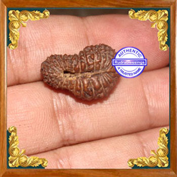 24 Mukhi Rudraksha from Indonesia
