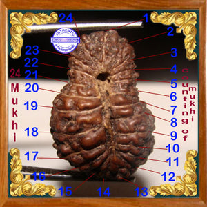24 Mukhi Rudraksha from Indonesia