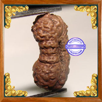 24 Mukhi Rudraksha from Indonesia
