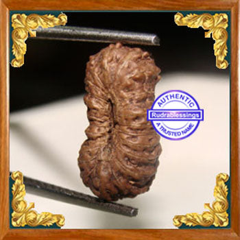 24 Mukhi Rudraksha from Indonesia