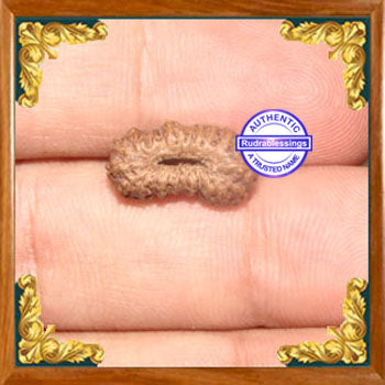 24 Mukhi Rudraksha from Indonesia