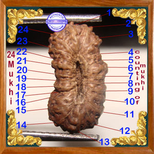 24 Mukhi Rudraksha from Indonesia