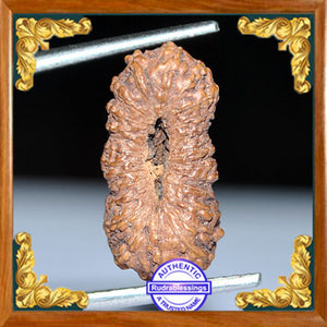 24 Mukhi Rudraksha from Indonesia