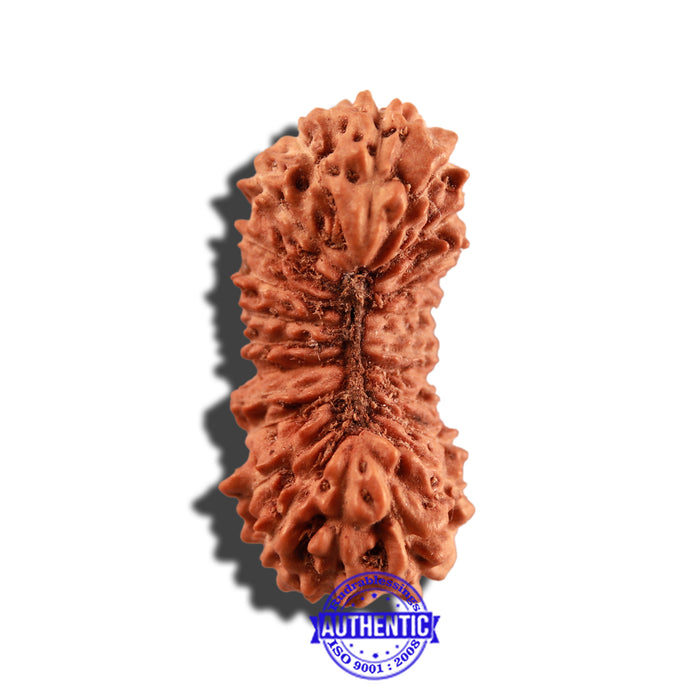 25 Mukhi Rudraksha from Indonesia - Bead No. O
