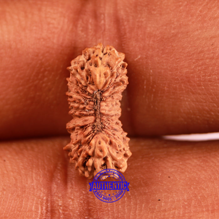 25 Mukhi Rudraksha from Indonesia - Bead No. O
