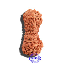 Load image into Gallery viewer, 25 Mukhi Rudraksha from Indonesia - Bead No. O
