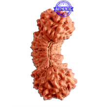 Load image into Gallery viewer, 24 Mukhi Rudraksha from Indonesia - Bead No. R
