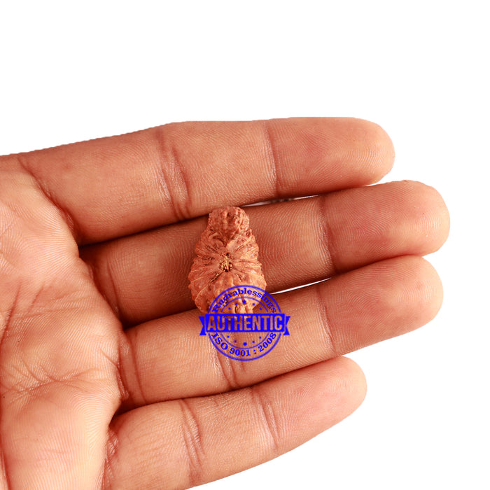 24 Mukhi Gaurishankar Rudraksha from Indonesia - Bead No. S