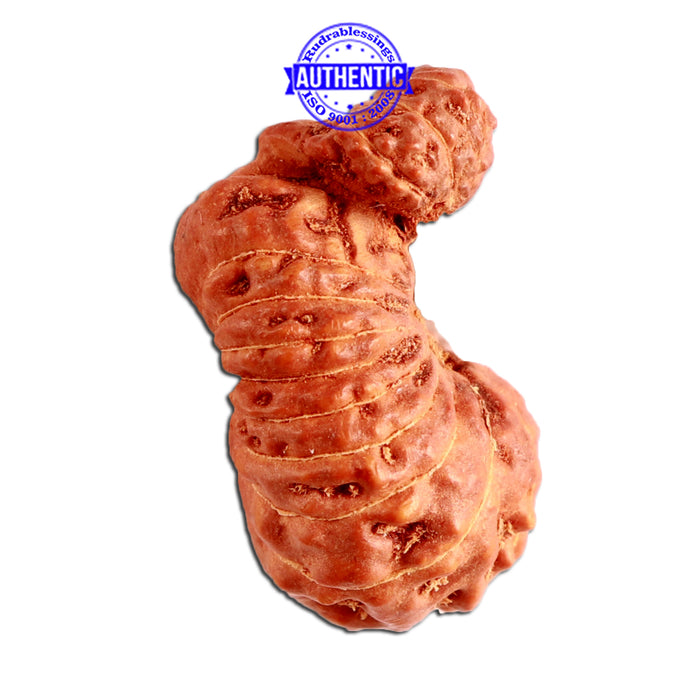 24 Mukhi Gaurishankar Rudraksha from Indonesia - Bead No. S