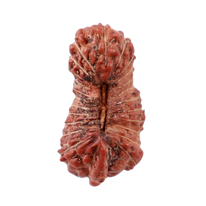24 Mukhi Rudraksha from Indonesia