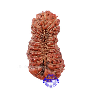 24 Mukhi Rudraksha from Indonesia