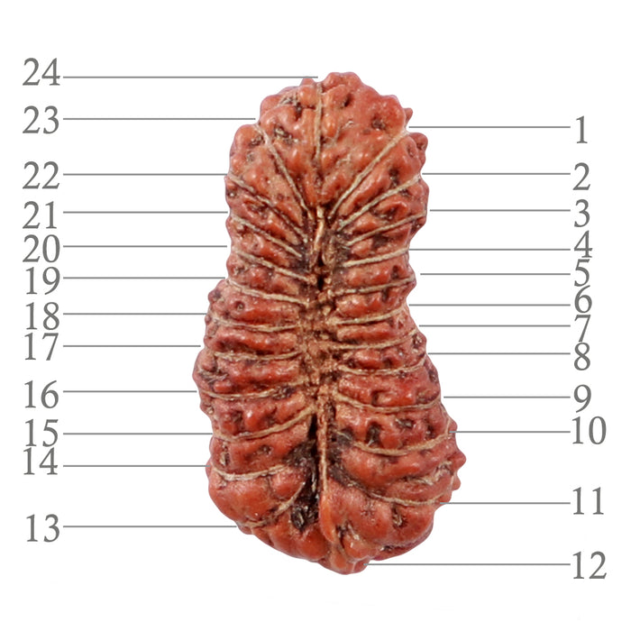 24 Mukhi Rudraksha from Indonesia