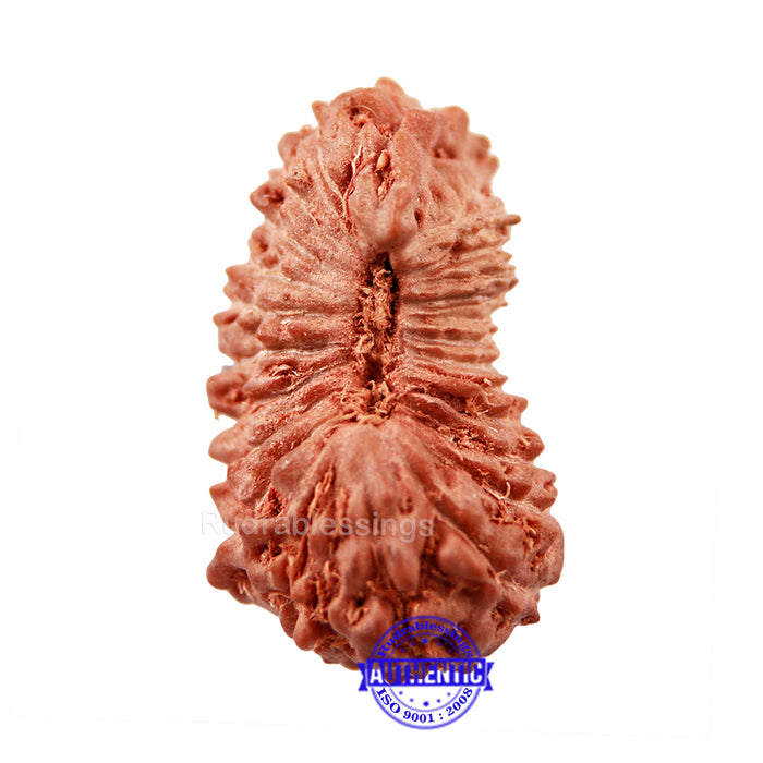 24 Mukhi Rudraksha from Indonesia