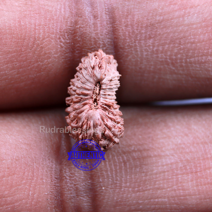 24 Mukhi Rudraksha from Indonesia