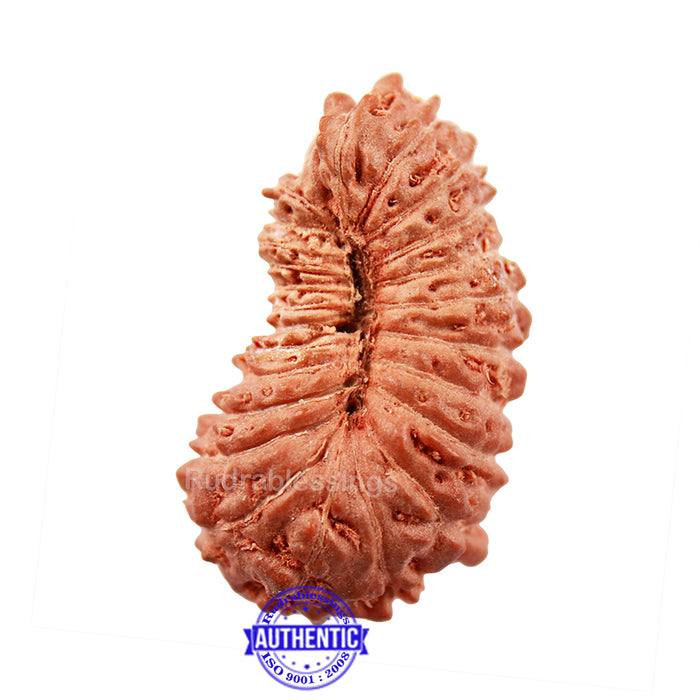 24 Mukhi Rudraksha from Indonesia