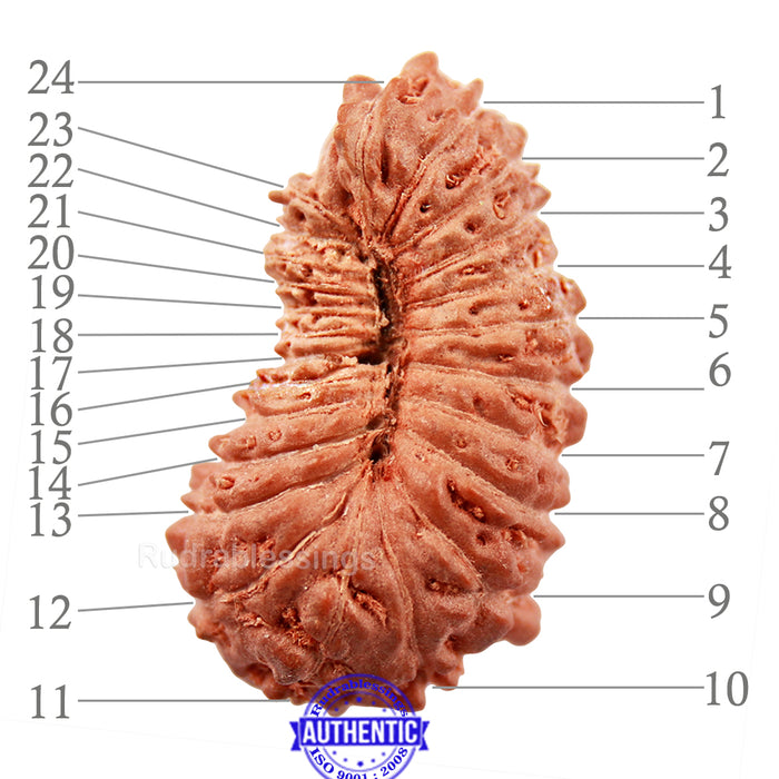 24 Mukhi Rudraksha from Indonesia