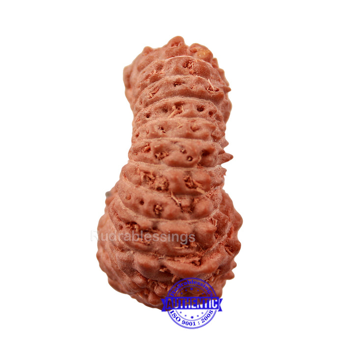 24 Mukhi Rudraksha from Indonesia