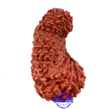 Load image into Gallery viewer, 24 Mukhi Rudraksha from Indonesia - Bead No. F
