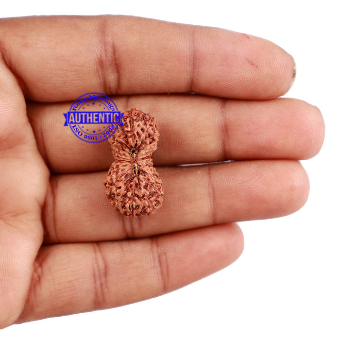 24 Mukhi Rudraksha from Indonesia - Bead No. L