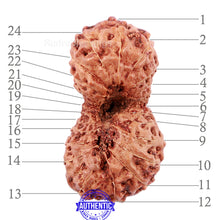 Load image into Gallery viewer, 24 Mukhi Rudraksha from Indonesia - Bead No. L
