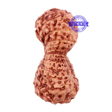 Load image into Gallery viewer, 24 Mukhi Rudraksha from Indonesia - Bead No. L
