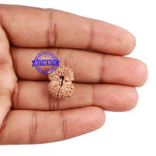 Load image into Gallery viewer, 24 Mukhi Rudraksha from Indonesia - Bead No. G
