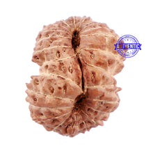 Load image into Gallery viewer, 24 Mukhi Rudraksha from Indonesia - Bead No. G
