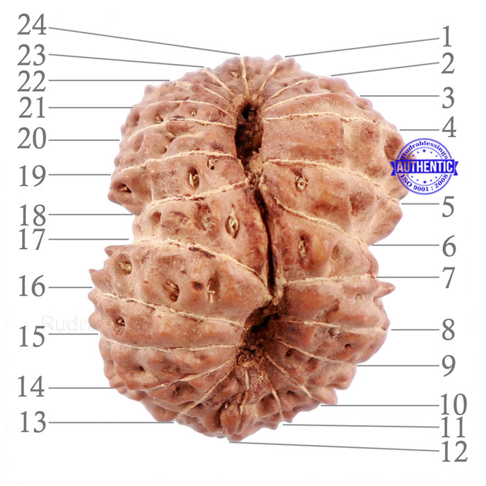 24 Mukhi Rudraksha from Indonesia - Bead No. G