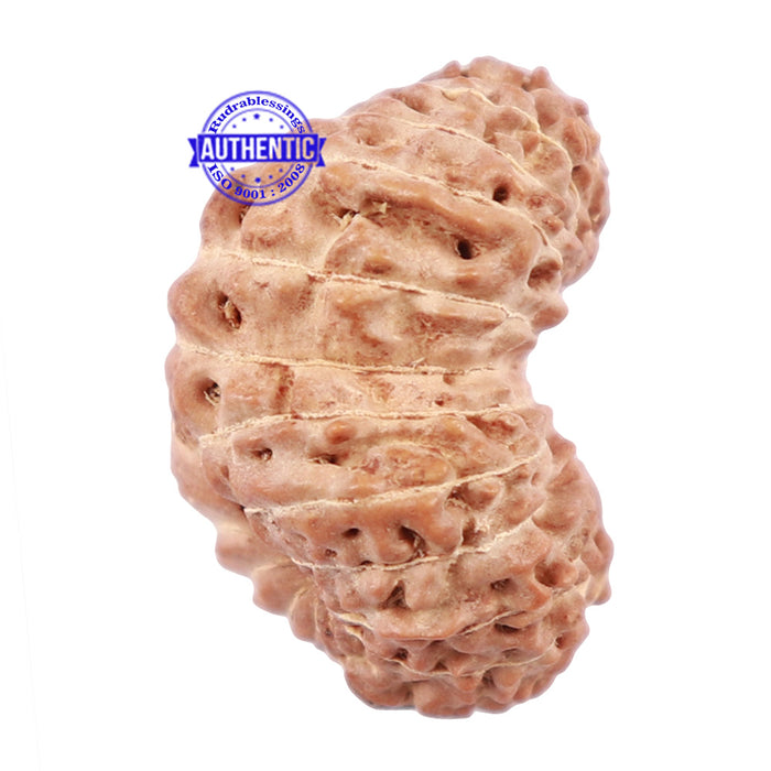 24 Mukhi Rudraksha from Indonesia - Bead No. G