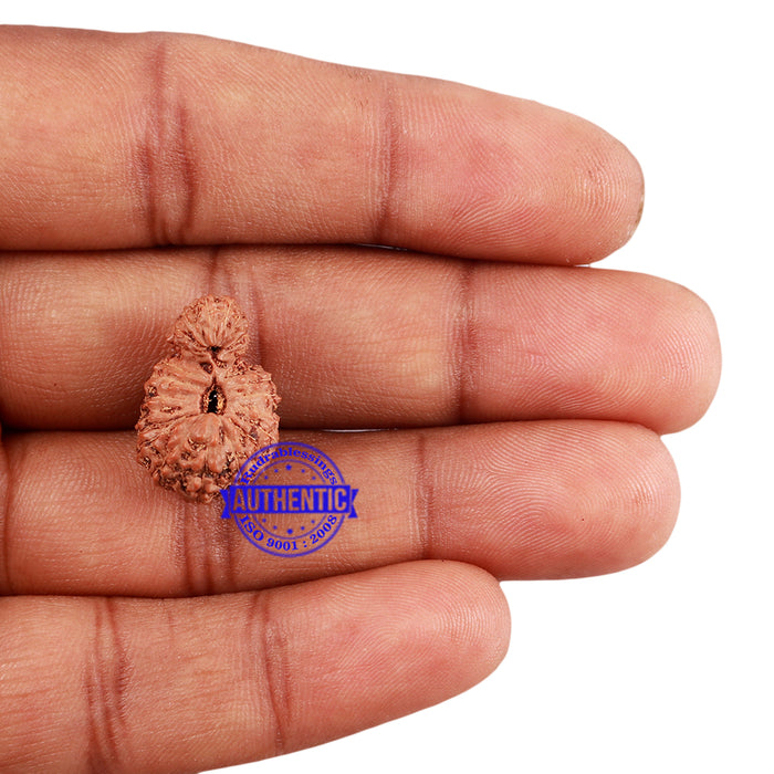 24 Mukhi Rudraksha from Indonesia - Bead No. H