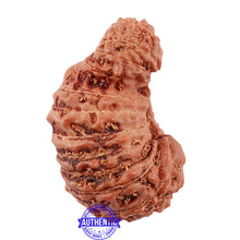 Load image into Gallery viewer, 24 Mukhi Rudraksha from Indonesia - Bead No. H
