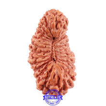 Load image into Gallery viewer, 25 Mukhi Rudraksha from Indonesia - Bead No. M
