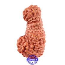 Load image into Gallery viewer, 25 Mukhi Rudraksha from Indonesia - Bead No. M
