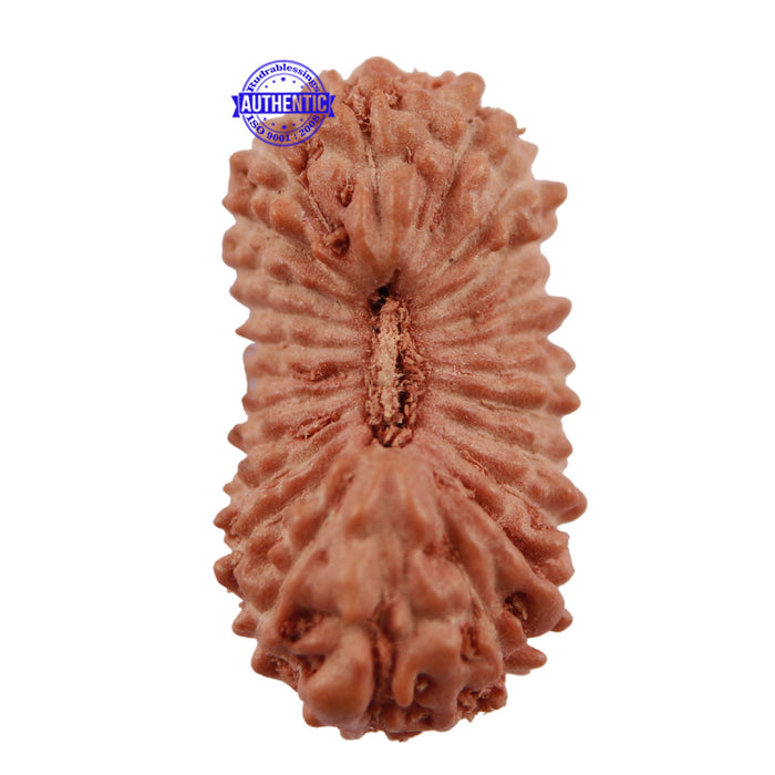 24 Mukhi Rudraksha from Indonesia - Bead No. K