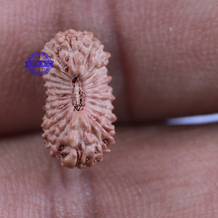 24 Mukhi Rudraksha from Indonesia - Bead No. K