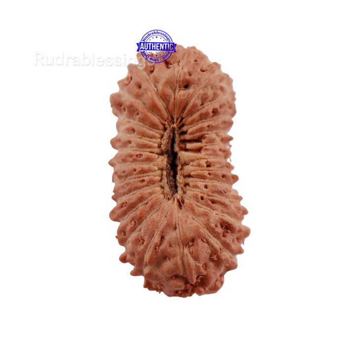 24 Mukhi Rudraksha from Indonesia - Bead No. K